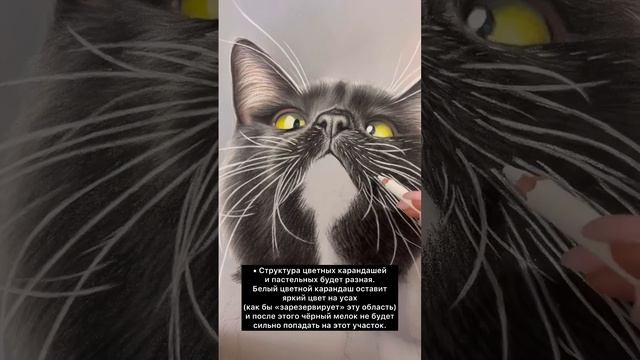 Как рисовать белые усы у чёрных кошек ? #рисуемпастелью #котики #рисование смотреть онлайн