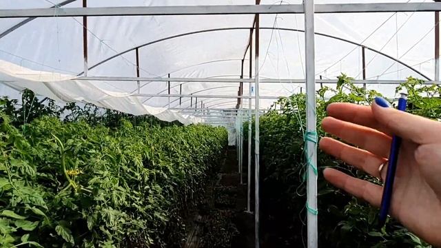 Вес бройлеров в 7 дней. Конденсат в теплице. Дом из газоблока с деревянным этажом. смотреть онлайн