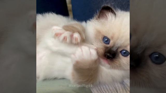Ragdoll kitten toe beans! смотреть онлайн