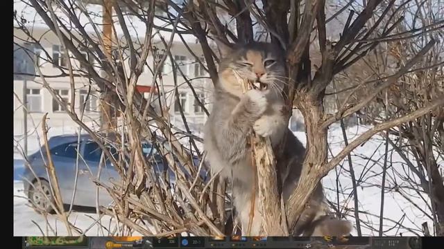 ШколоГуйд-Феникс смотреть онлайн