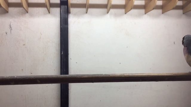 Амадины Гульда.Брачные танцы. смотреть онлайн