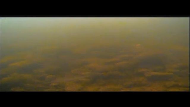 Как клюёт сиг. Подлёдная съёмка смотреть онлайн