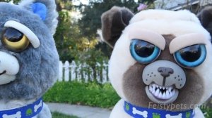 Cats React to the Dumbest Dogs Ever! Feisty Films Ep. 100