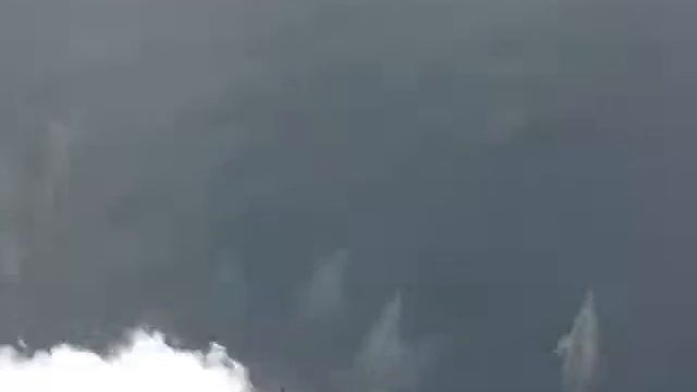 дельфины смотреть онлайн