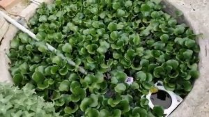 Африканский сом. Выращивание в уличном бассейне.