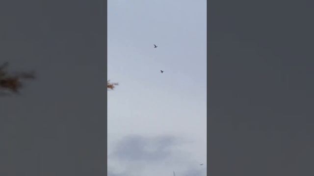 Весенняя охота 2015. Смешной случай. смотреть онлайн