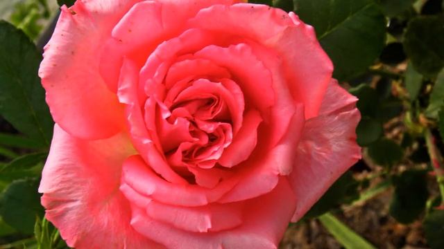 Самые ароматные цветы для сада смотреть онлайн