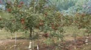 Кто создал яблоню «Медовый хруст» (Honeycrisp)? История селекции яблонь в штате Миннесота (США)