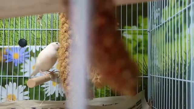 Птенец амадины гульда 25 дней, это будет красноголовая фиолетовогрудая самка