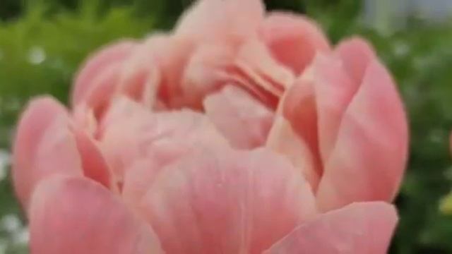 Пион травянистый " КОРАЛ СУПРИМ" смотреть онлайн