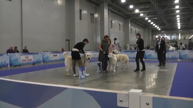 "Евразия-2017", день 1, ринги среднеазиатской овчарки смотреть онлайн