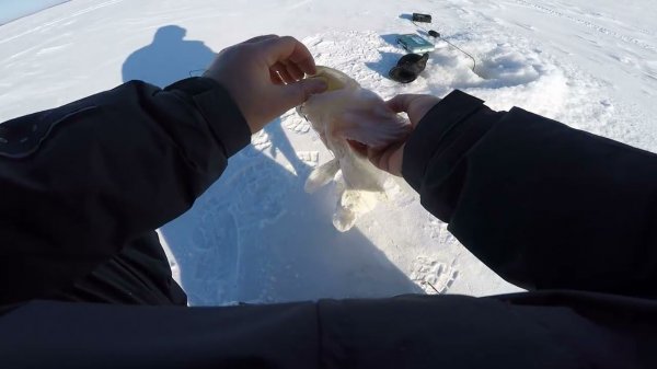 Рыбалка на топовые Вибы в Глухозимье на реке Обь сезон 2024!!!