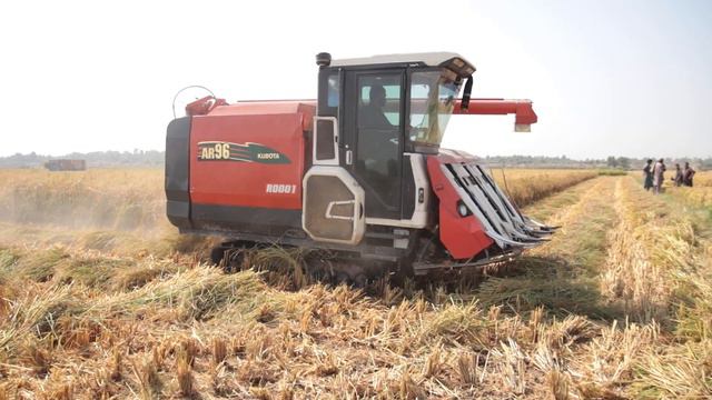 Rice Harvesting by Kubota AR 96 at Gujranwala region Kubota Paddy Harvester смотреть онлайн