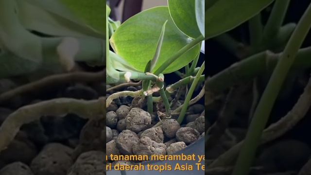 scindapsus silver hero смотреть онлайн