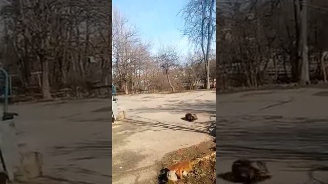 Они чувствуют приход весны смотреть онлайн
