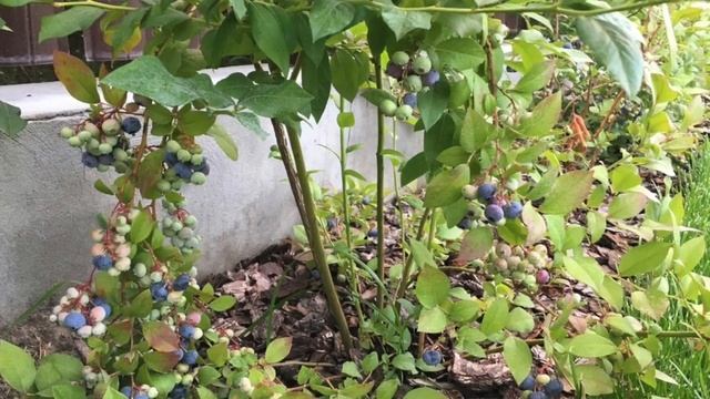 Плодовые деревья в ландшафтном дизайне + КНИГА в ПОДАРОК!!! ссылка на книгу в описании под видео. смотреть онлайн