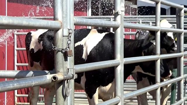 COWS, COWS, COWS Mooing On The FARM  -  Part 2  (Their Real Sounds) Babies, Toddlers, Preschool, K