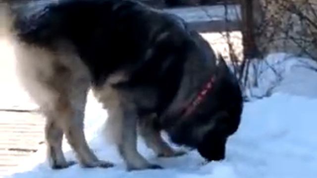 ТИГР И ИЛЬМИ смотреть онлайн