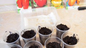 Когда сажать перец на рассаду