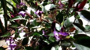 Жгучий перец Explosive Ember - на балконе