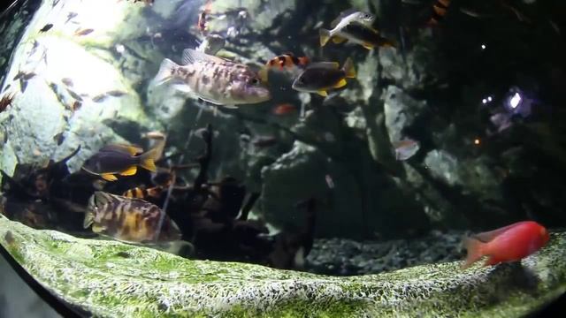 Объектив Samyang 12mm T3.1 VDSLR ED AS NCS FISH-EYE тест видео