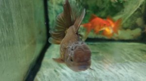 золотые рыбки