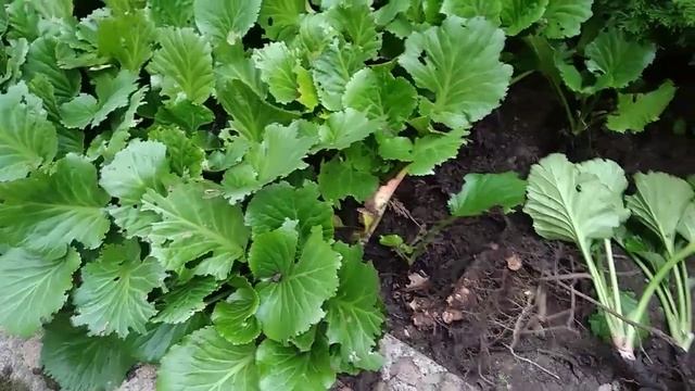 Плантации бадана больше 10 лет.Закладываем новую.Часть 1 смотреть онлайн