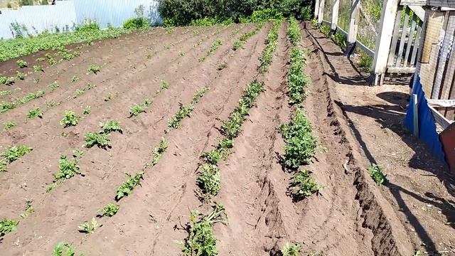 Как я окучиваю картошку мотоблоком смотреть онлайн