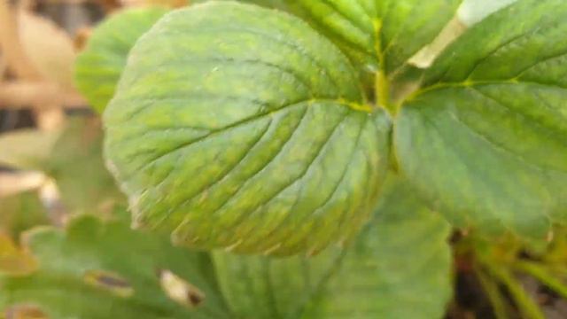 Макросъемка samsung note 9 смотреть онлайн