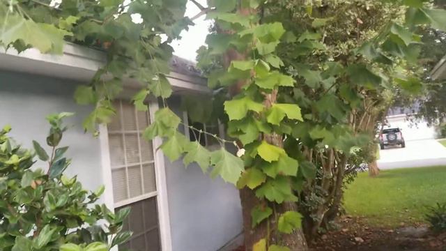 Martin's sycamore take 1 смотреть онлайн
