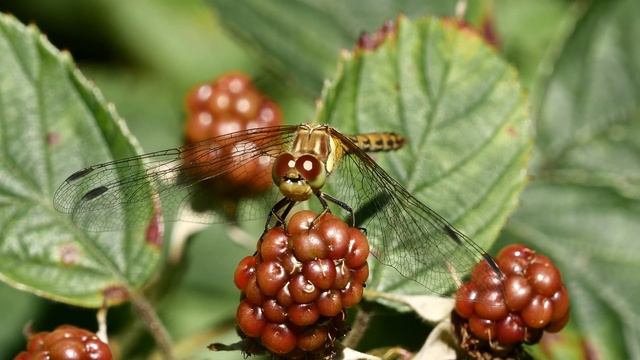 Dragonfly - Common Darter - Ainsdale Sand Dunes NNR, Lancashire, August 2020. смотреть онлайн