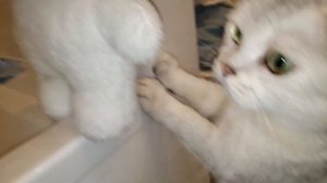 #lalafanfan уточка купается в ванне Новые омбочки для ванны Настя и утя #лалафанфан #duck распаковк