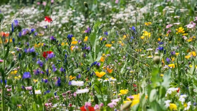 И от любви Его забывали землю и жили на небесах и видели славу Его. Преподобный Силуан Афонский. смотреть онлайн
