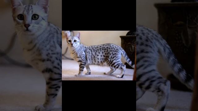 Египетская мау смотреть онлайн