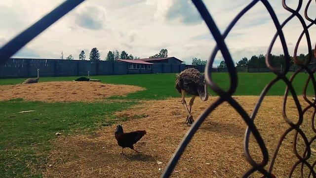 VLOG : Оленья ферма/ красивая природа/ много животных смотреть онлайн