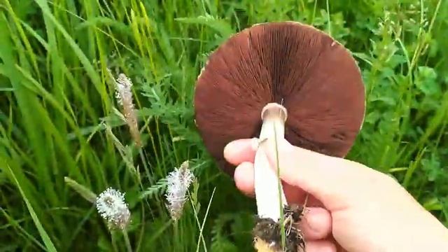 "Грибное_сафарИ" Шампиньон полевой, опенок луговой, рядовка майская. смотреть онлайн