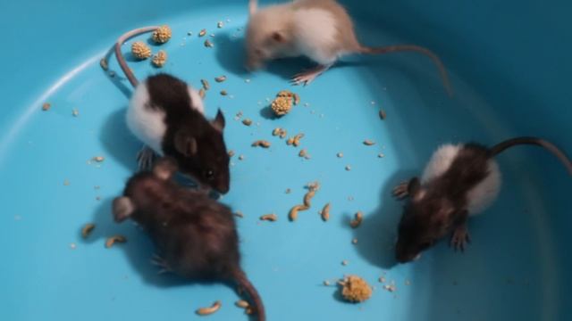 ОТКАРМЛИВАЮ ХУДЕНЬКИХ КРЫСЯТ смотреть онлайн