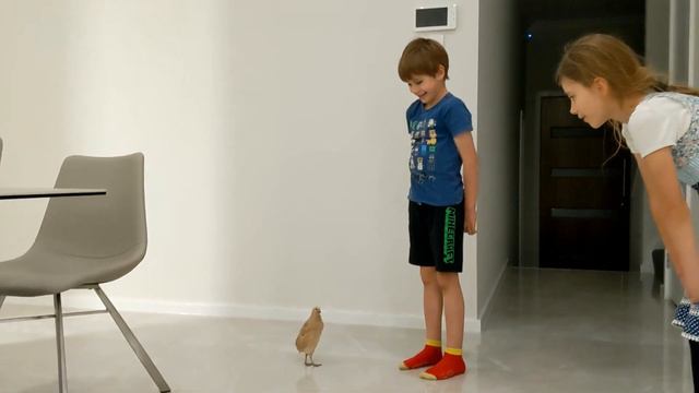 Перепелки в квартире ?