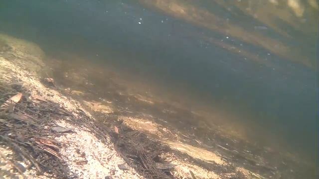 Gambusias (Gambusia holbrooki) na Lagoa Azul смотреть онлайн