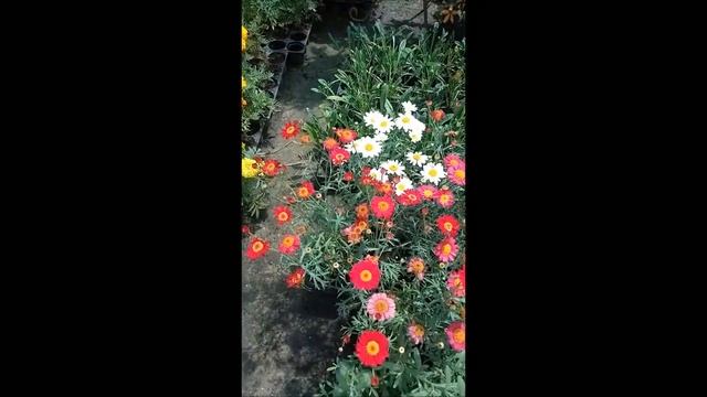 Шикарный завоз однолетних растений в Садовод смотреть онлайн