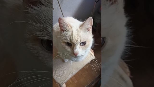 VID_20230502_113833.mp4