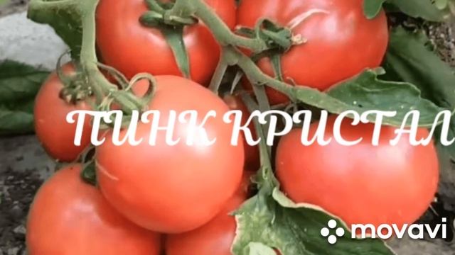 ВНИМАНИЕ! ОН ПРОФИ - 4 ТОМАТЫ (гибриды) // ЦЕНА 900 РУБ. НАБОР // ВАЦАП 8-915-245-81-59 ПИСЬМЕННО!! смотреть онлайн