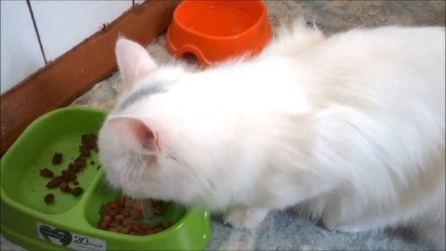 Сухой корм PURINA Friskies для стерилизованных кошек и кастрированных котов с овощами и лососем смотреть онлайн