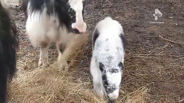 ПОПОЛНЕНИЕ В СТАВРОПОЛЬСКОМ ЗООПАРКЕ смотреть онлайн
