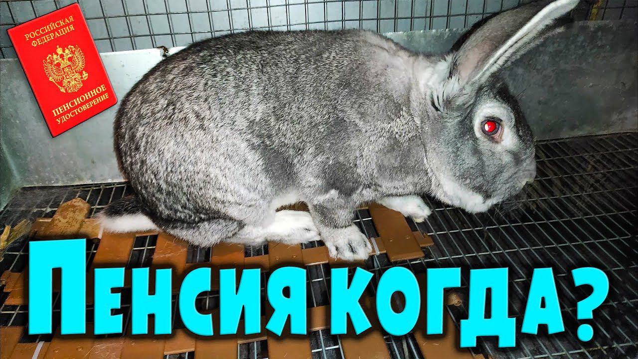 Пенсионный возраст кроликов смотреть онлайн