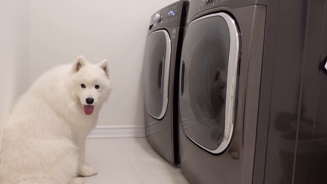Saving Private Plush From Laundry смотреть онлайн