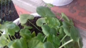 КАКОЙ ОБЪЁМ ГОРШКА НУЖЕН ДЛЯ ПЕЛАРГОНИИ.ВСЕ РАСТЕНИЯ ГЕРАНИ ПЕРЕСАДИЛА НА ПОСТОЯННОЕ МЕСТО.