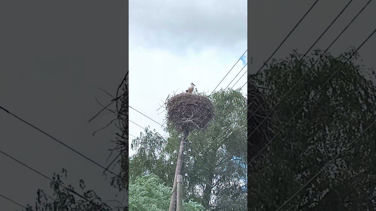 Птичье Гнездо