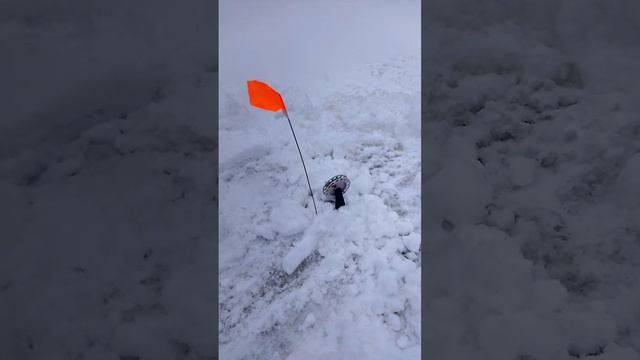 Зимняя рыбалка #щука #монстр 5 кг😱 #31.01.23 смотреть онлайн