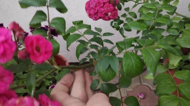 Розы. Роза мускусная Динки (Musk rose Dinky )Луи Ленс( Louis Lens) .Обрезка мускусных роз смотреть онлайн